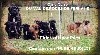  - Superbes chiots, excellentes origines, disponibles.