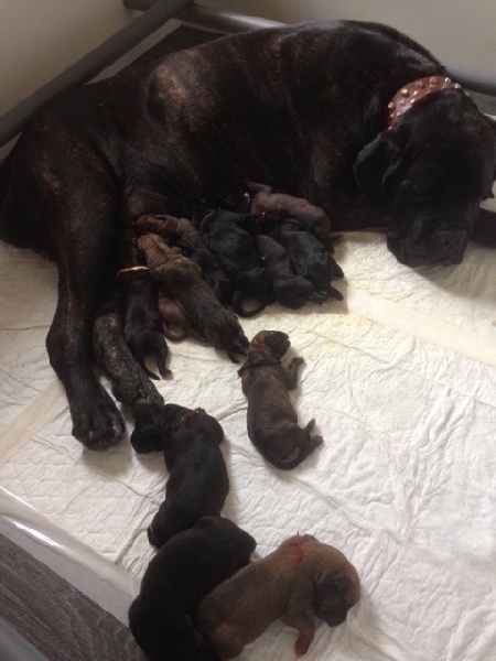 Du Val Des Odes De Ferkane - Cane Corso - Portée née le 09/12/2016